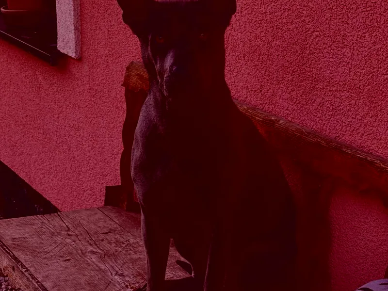 Cara Madra — fotka č. 5