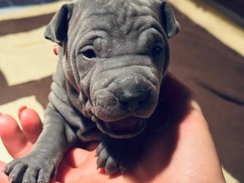 Cara Madra — fotka č. 8
