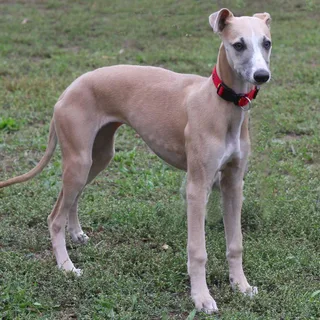 Logo stanice Kesan Hound