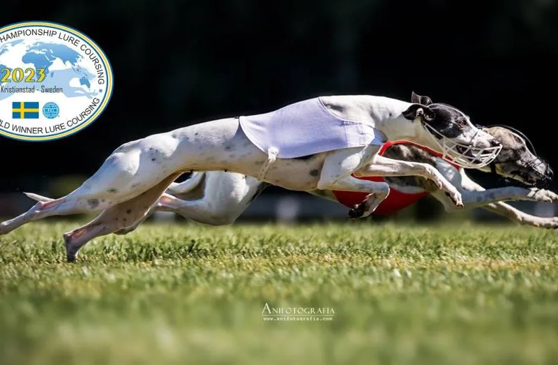 Kesan Hound — fotka č. 1