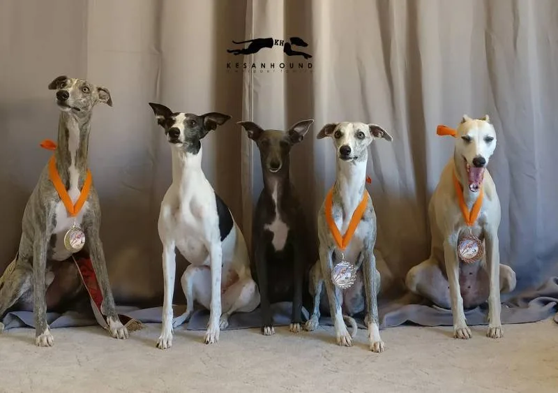 Kesan Hound — fotka č. 2