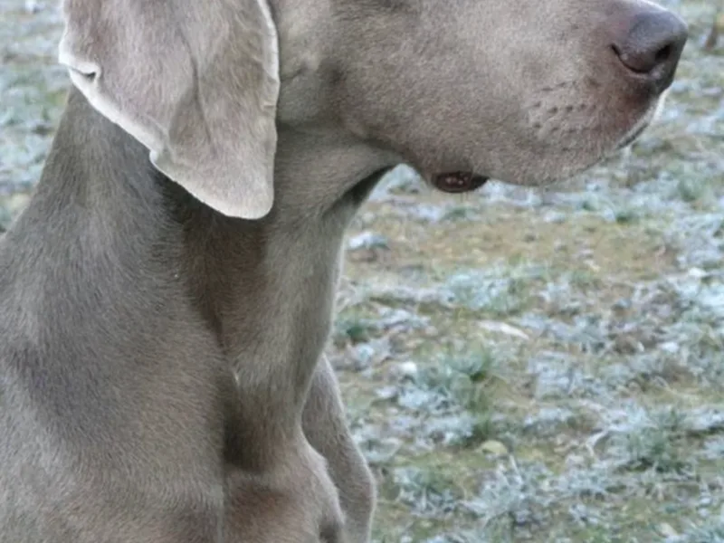 Hanzel from Silver Grace — photo no. 4