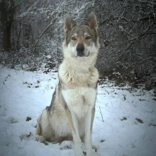 Fotka psa Nelly Lupus Ardor