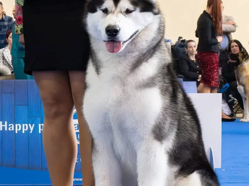 Fotka psa Estrella De Corazon Bellissima Cane