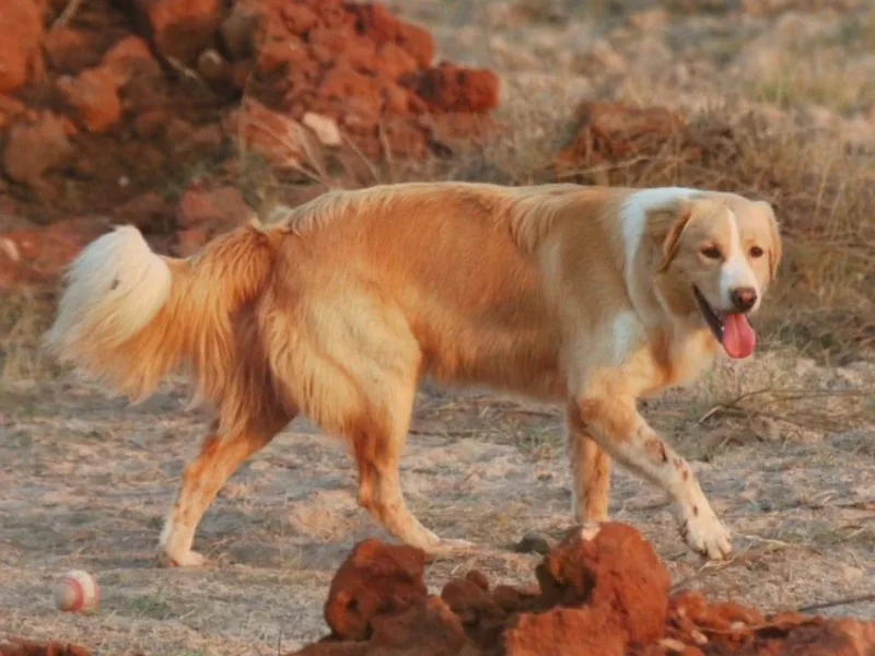 Aidi — dog breed