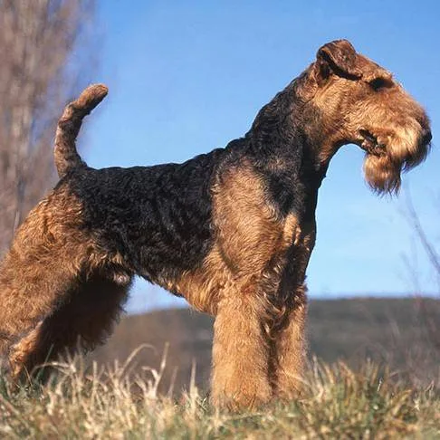 Airedal Terrier — plemeno psa