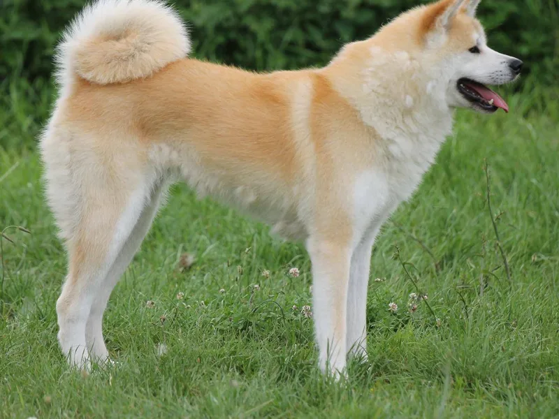 Akita — plemeno psa