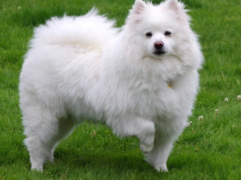 American Eskimo Dog — plemeno psa