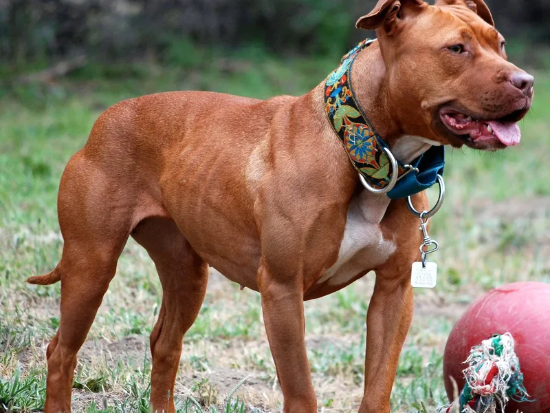 American Pit Bull Terrier — plemeno psa