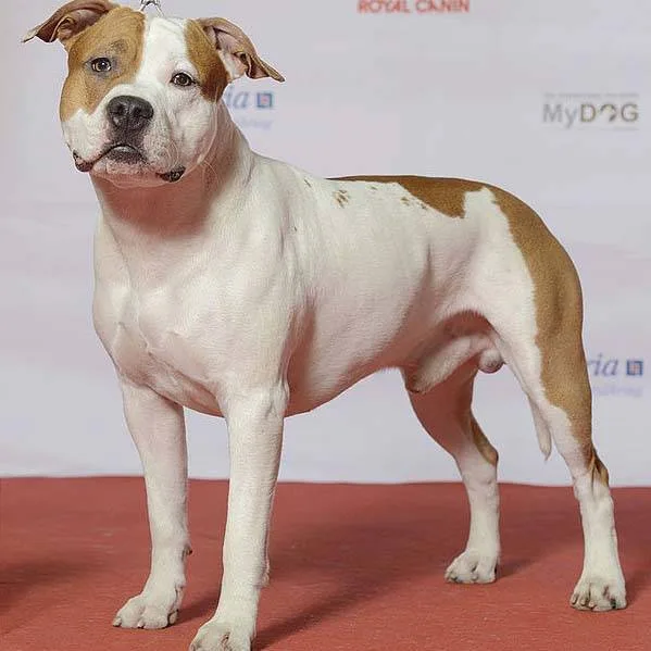 American Staffordshire terrier — dog breed