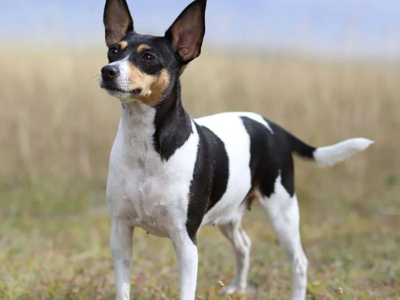 American Toy Fox Terrier — plemeno psa
