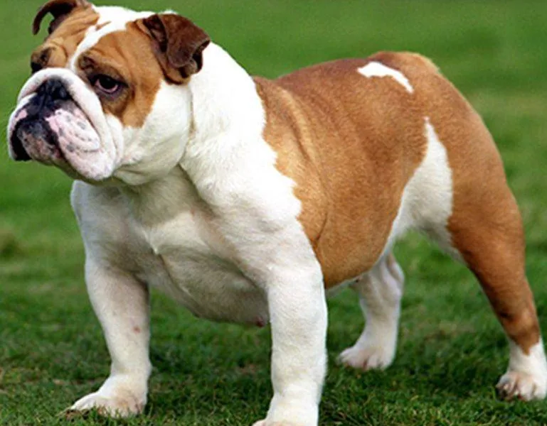 Anglický buldog — plemeno psa