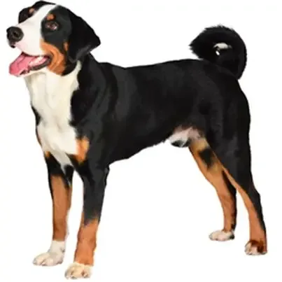 Appenzell Cattle Dog — plemeno psa