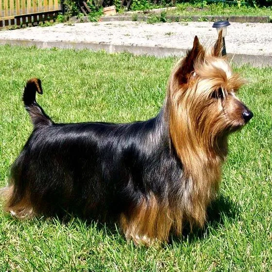Australian Silky Terrier — dog breed