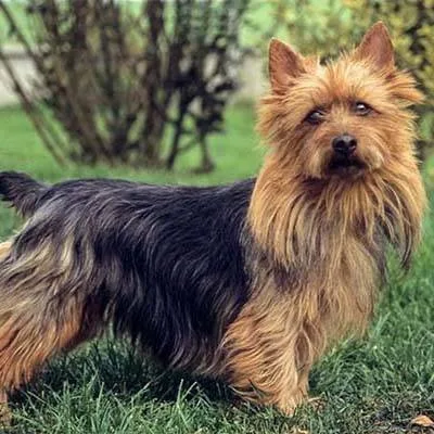 Australian Terrier — plemeno psa