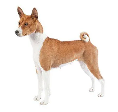 Basenji — dog breed