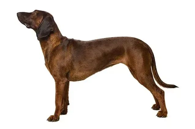 Bavarian Mountain Hound — dog breed