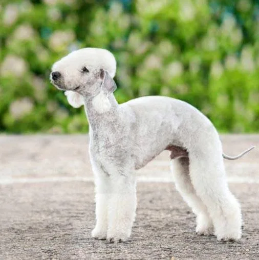 Bedlington Terrier — dog breed