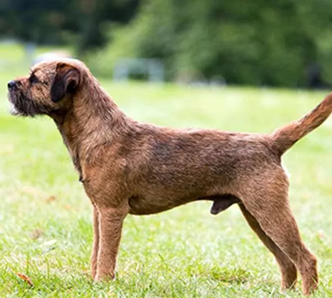 Border Terrier — dog breed