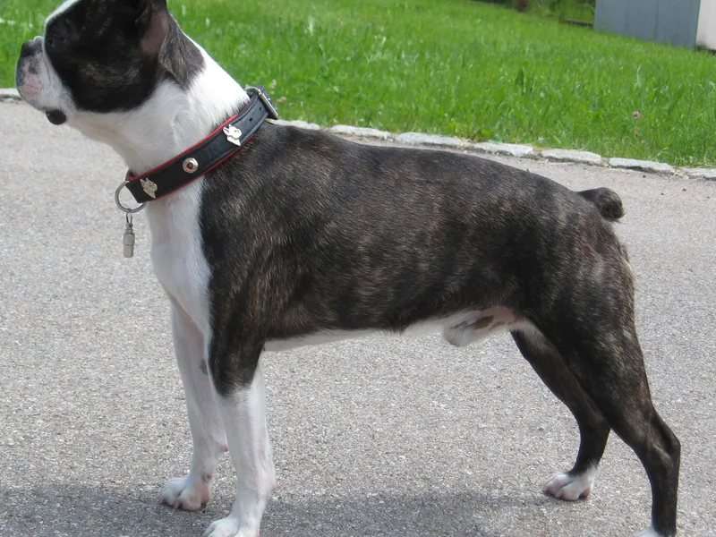 Boston Terrier — dog breed