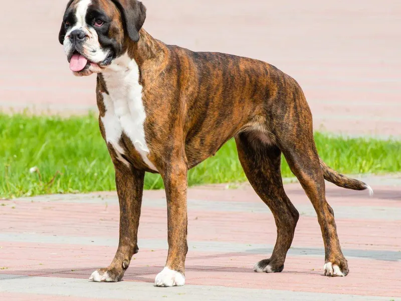Boxer — plemeno psa