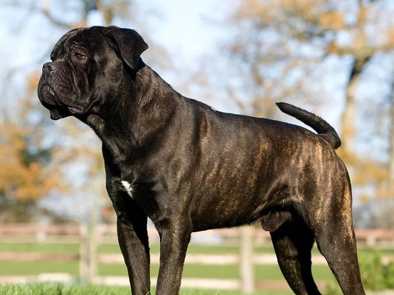 Cane Corso — plemeno psa