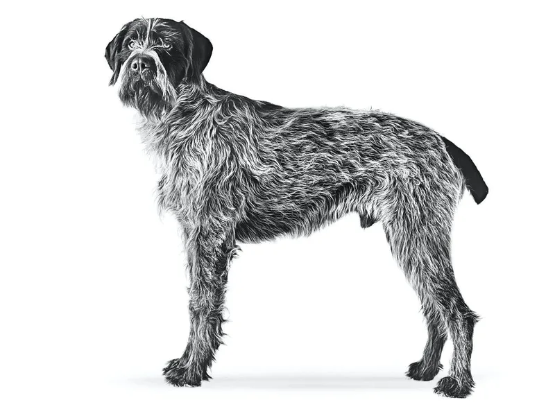 Bohemian Wire-haired — plemeno psa