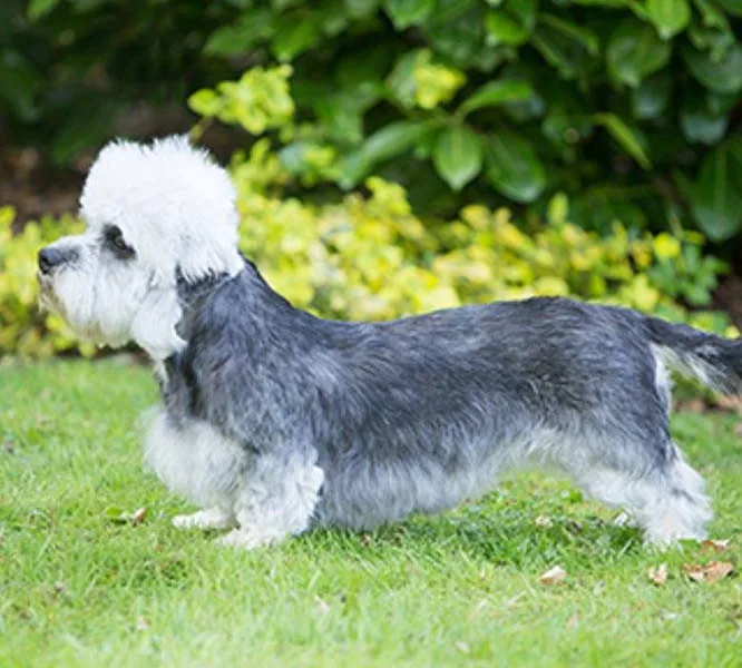Dandie Dinmont Terrier — dog breed