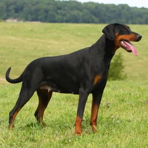 Doberman — plemeno psa