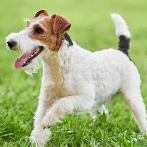 Fox Terrier Wire — plemeno psa