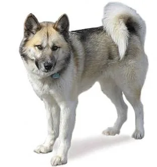 Greenland Dog — plemeno psa