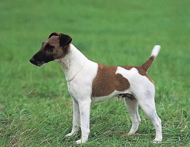 Fox Terrier Smooth — dog breed