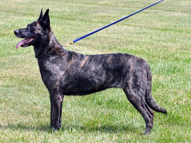 Dutch Shepherd — plemeno psa