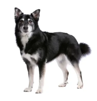 Icelandic Sheepdog — plemeno psa