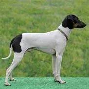 Japanese Terrier — dog breed