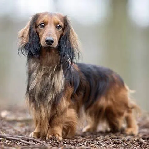 Dachshund — plemeno psa