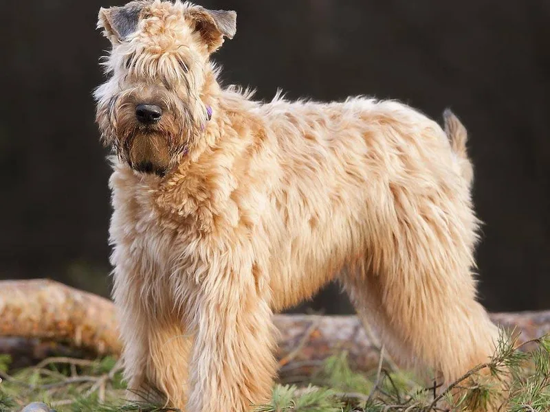 Wheaten Terrier — plemeno psa
