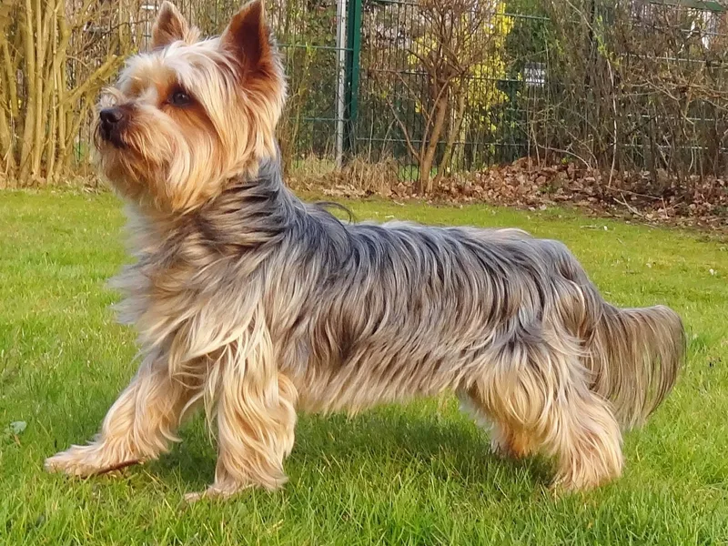 Yorkshire Terrier — dog breed