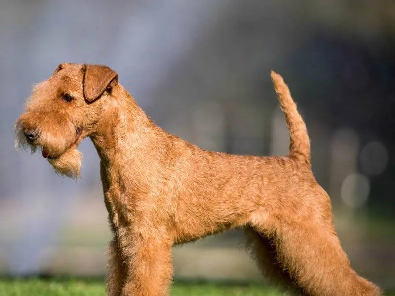 Lakeland Terrier — plemeno psa