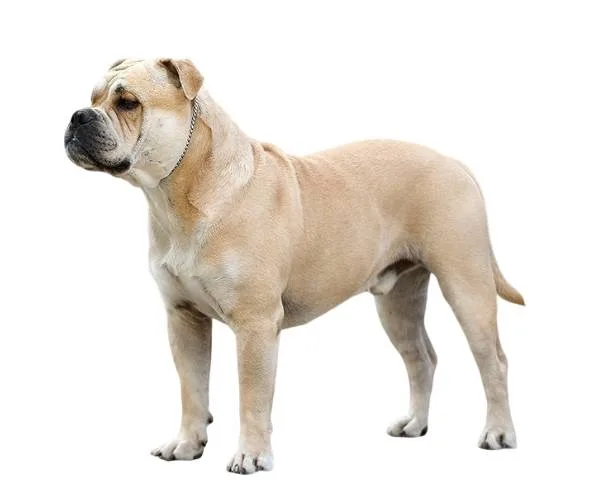 Majorcan Bulldog — dog breed