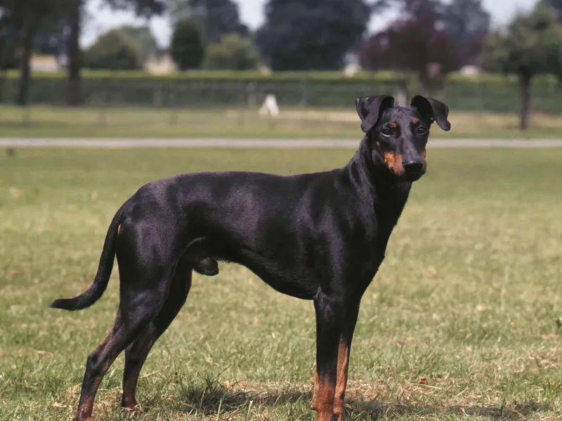 Manchester Terrier — plemeno psa