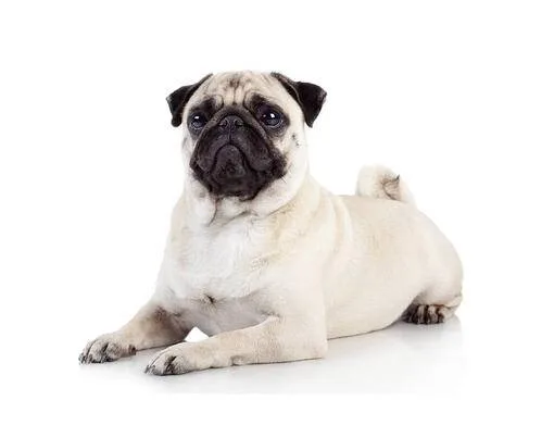 Mops — plemeno psa