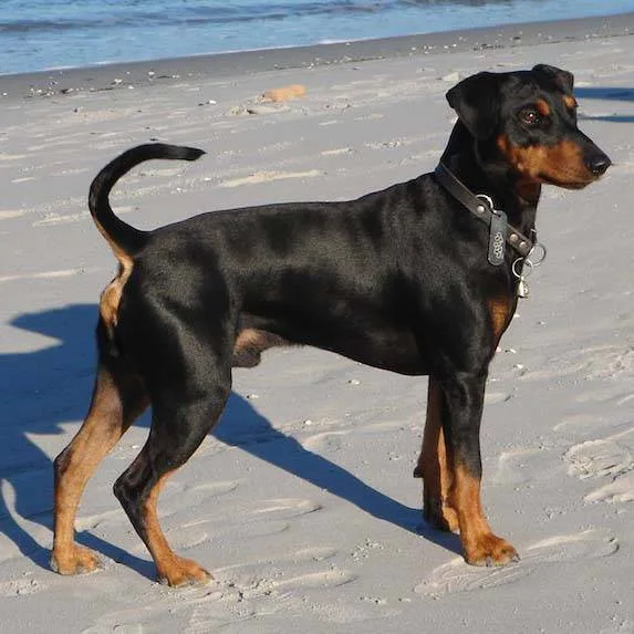 German Pinscher — dog breed