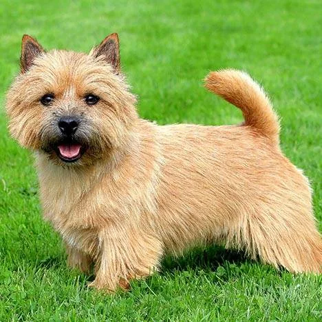 Norwich Terrier — plemeno psa