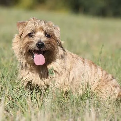 Norfolk Terrier — dog breed