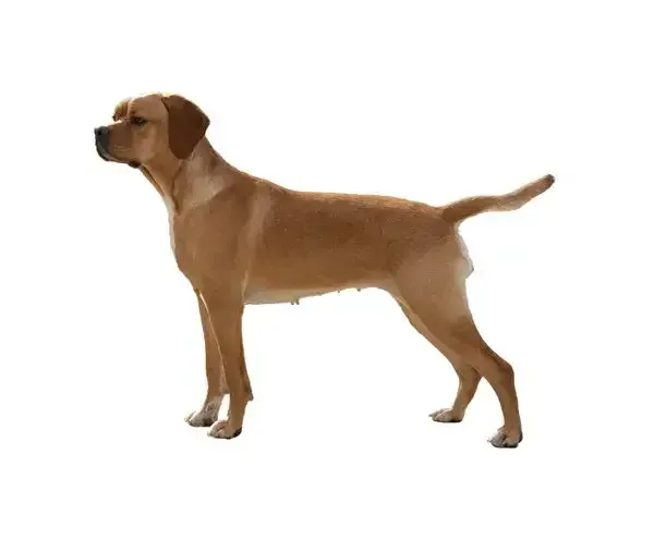 Portuguese Pointer — dog breed