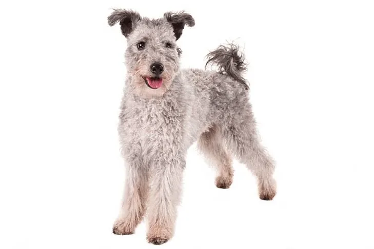 Pumi — plemeno psa