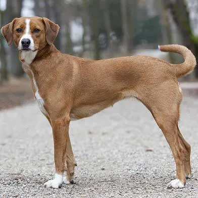 Austrian Pinscher — plemeno psa