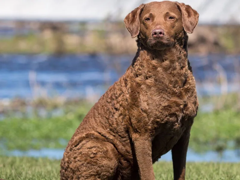 Chesapeake Bay Retriever — dog breed