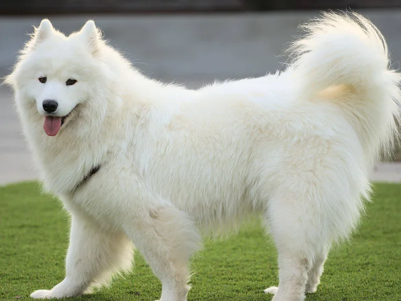 Samojed — plemeno psa